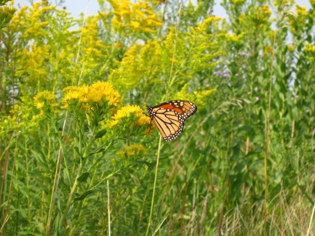 monarch.jpg